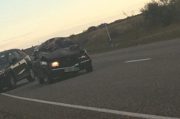 На Ставрополье выбежавшую на дорогу лошадь сбил ВАЗ-2107